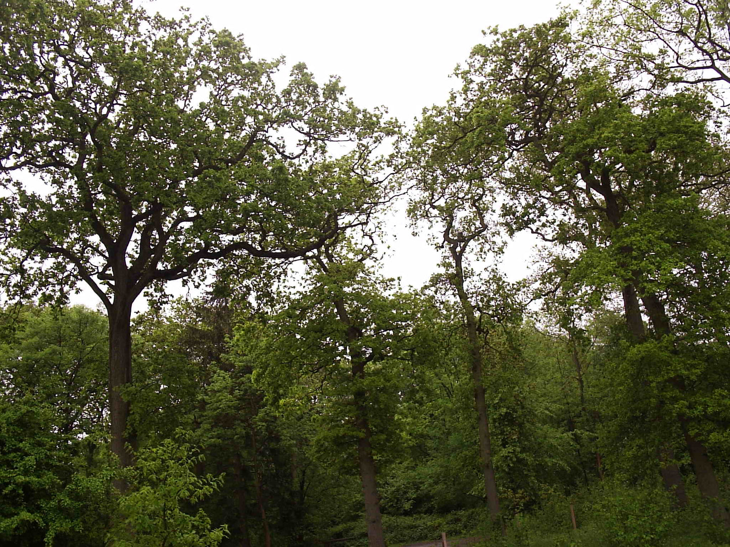 2004 (2)